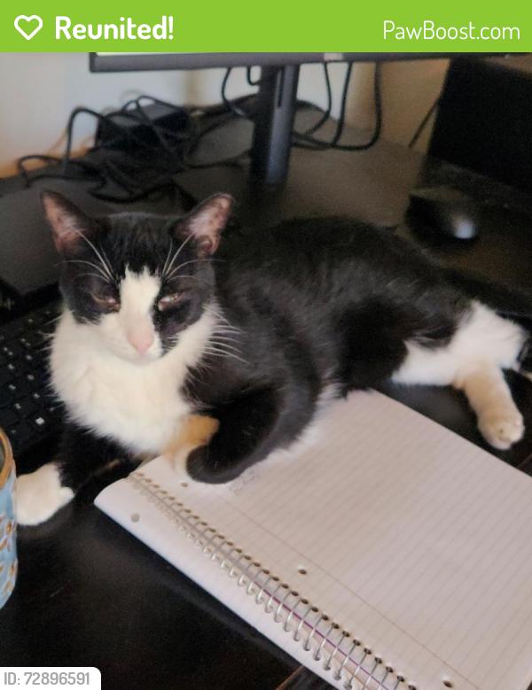 Reunited Male Cat last seen Baselind and Dobson, Mesa, AZ 85202