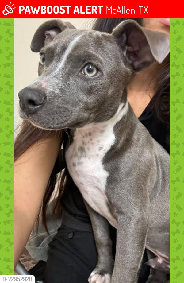 Lost Male Dog last seen 8st.y beech, McAllen, TX 78501