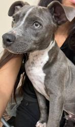 Lost Male Dog last seen 8st.y beech, McAllen, TX 78501