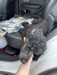 Reunited Female Dog last seen Near Texas roadhouse , North Little Rock, AR 72116