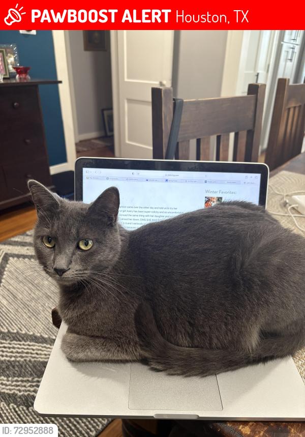 Lost Female Cat last seen Studewood & 6th 1/2 St, Houston, TX 77009
