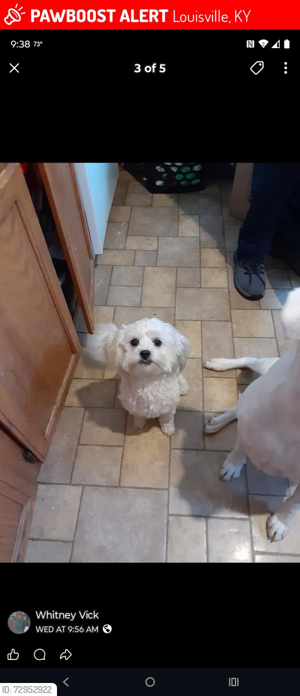 Lost Female Dog last seen Fairdale road, Louisville, KY 40118