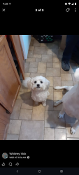 Lost Female Dog last seen Fairdale road, Louisville, KY 40118