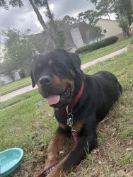 Reunited Male Dog last seen Raven South Dr and Scamp Dr, Cypress, TX 77429