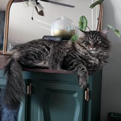 Reunited Male Cat last seen Delaney Rd, Turner, OR 97392