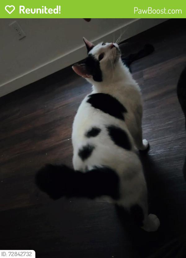 Reunited Male Cat last seen Tahoma terra , Yelm, WA 98597
