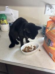 Reunited Female Cat last seen Near Gardenia Road Nottingham, Perry Hall, MD 21236