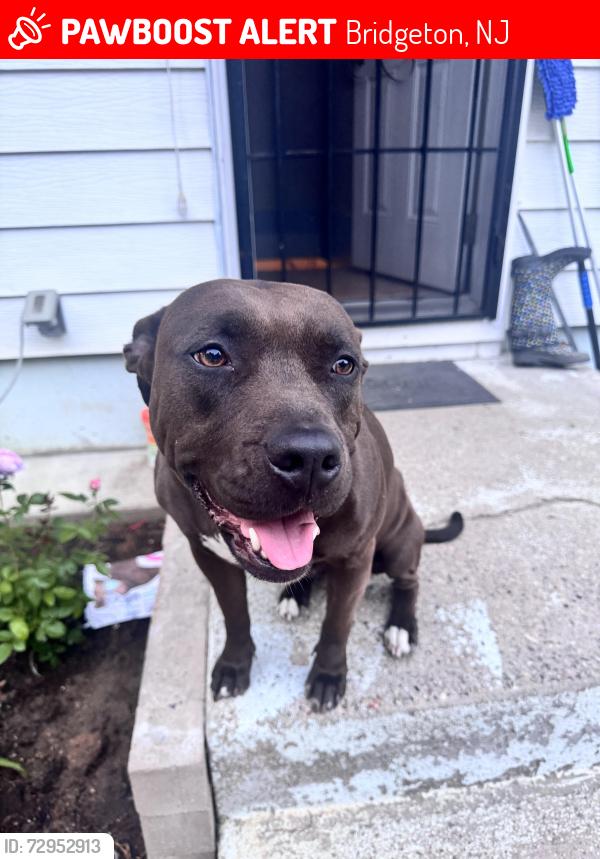 Lost Female Dog last seen Buckshutem rd and Stewart ave, Bridgeton, NJ 08302