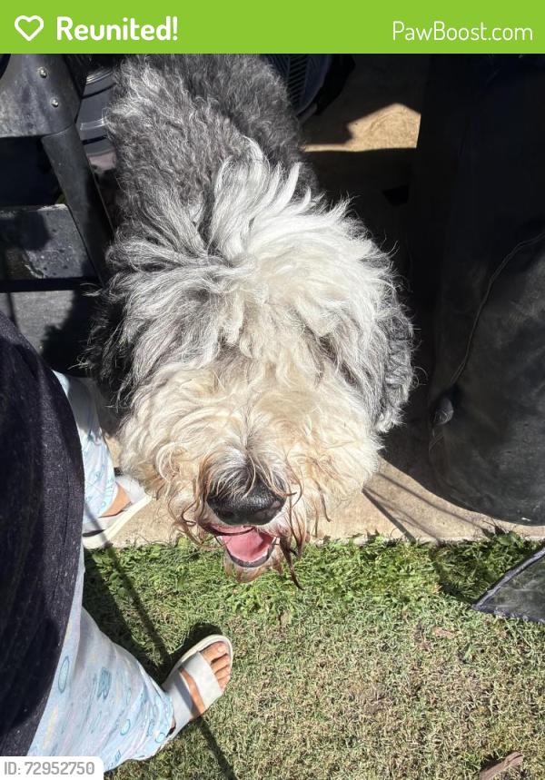 Reunited Male Dog last seen Lake Valley neighborhood , Owasso, OK 74055