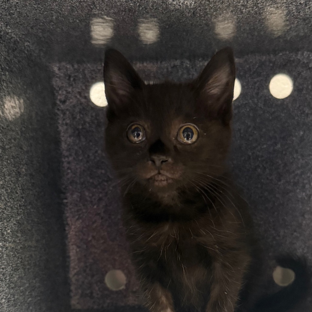 Shelter Stray Female Cat last seen , Greenville, SC 29609