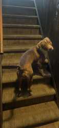 Reunited Female Dog last seen Hemingway Ave , New Haven, CT 06513