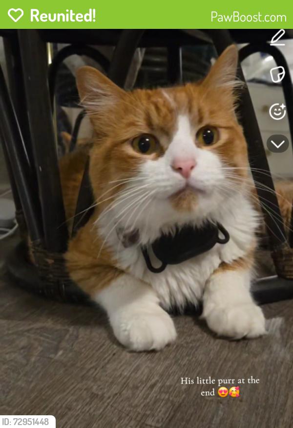 Reunited Male Cat last seen Near newcastle cir, Plano, TX 75075