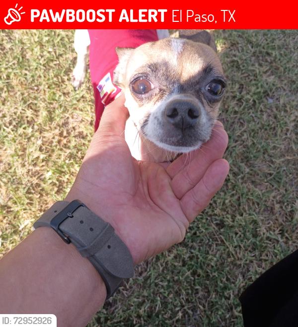 Lost Female Dog last seen Edgar Park Northeast, El Paso, TX 79904
