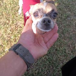 Lost Female Dog last seen Edgar Park Northeast, El Paso, TX 79904