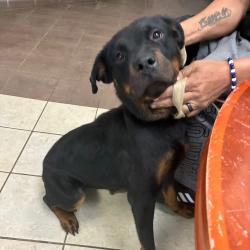 Shelter Stray Female Dog last seen , Columbus, GA 31907