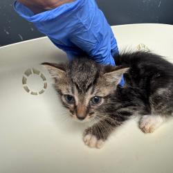 Shelter Stray Unknown Cat last seen , Columbus, GA 31907