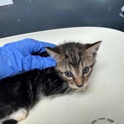 Shelter Stray Unknown Cat last seen , Columbus, GA 31907