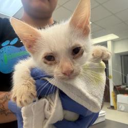 Shelter Stray Male Cat last seen , Columbus, GA 31907