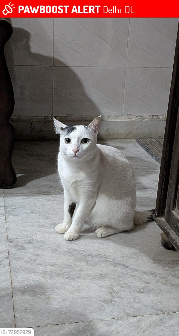 Lost Male Cat last seen Pocket 12 Sector 22 Rohini New Delhi, Delhi, DL 110086