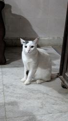 Lost Male Cat last seen Pocket 12 Sector 22 Rohini New Delhi, Delhi, DL 110086