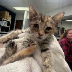 Shelter Stray Female Cat last seen , Columbus, GA 31907