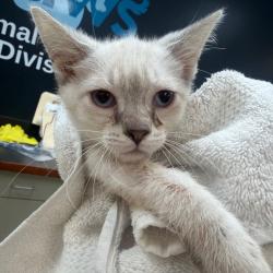 Shelter Stray Male Cat last seen , Columbus, GA 31907