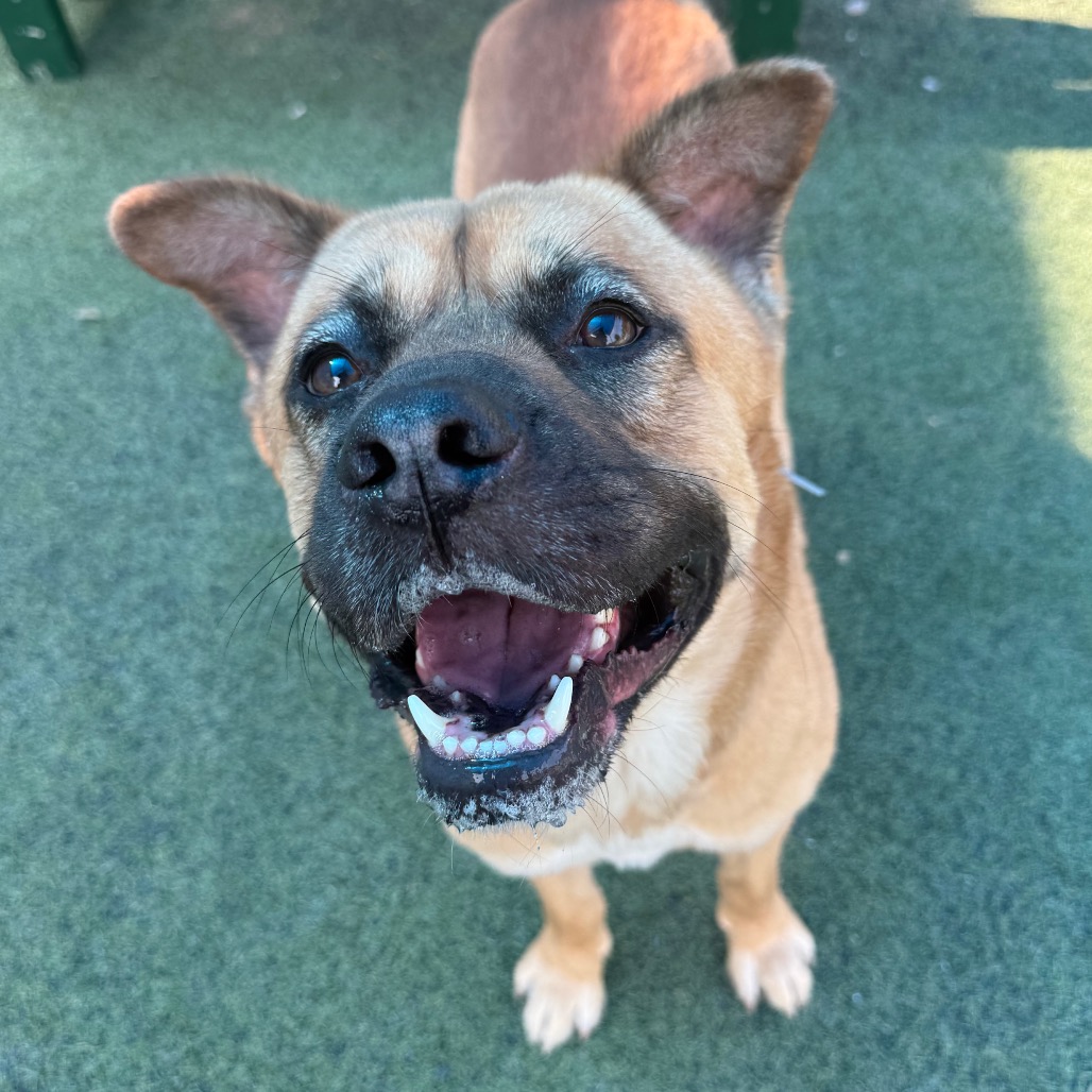 Shelter Stray Male Dog last seen , Memphis, TN 38133