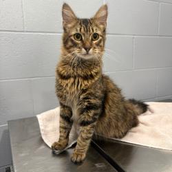 Shelter Stray Male Cat last seen , Cabot, AR 72007