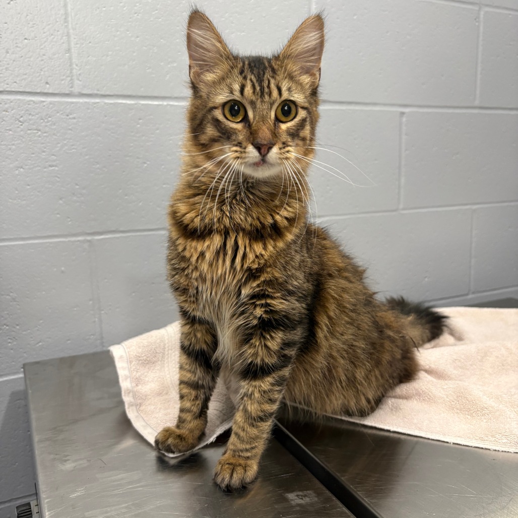 Shelter Stray Male Cat last seen , Cabot, AR 72007