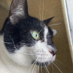 Shelter Stray Female Cat last seen , Philadelphia, PA 19140