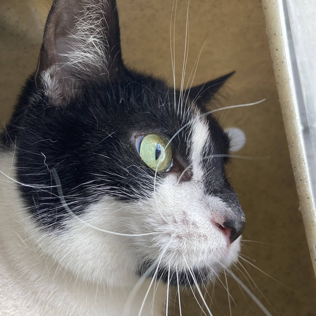 Shelter Stray Female Cat last seen , Philadelphia, PA 19140