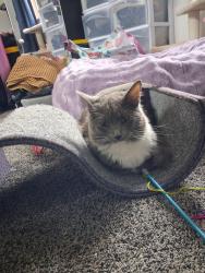Reunited Female Cat last seen Near rice street st paul , Little Canada, MN 55113