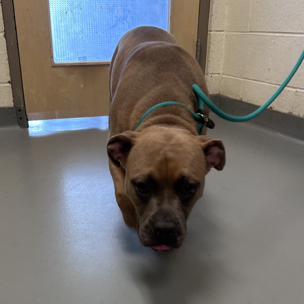 Shelter Stray Male Dog last seen , Asheville, NC 28806