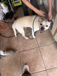 Found/Stray Male Dog last seen Near Stoney pt Universal City, Universal City, TX 78148