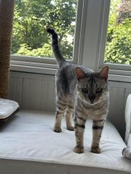 Reunited Male Cat last seen 31st and Holmes, Minneapolis, MN 55408