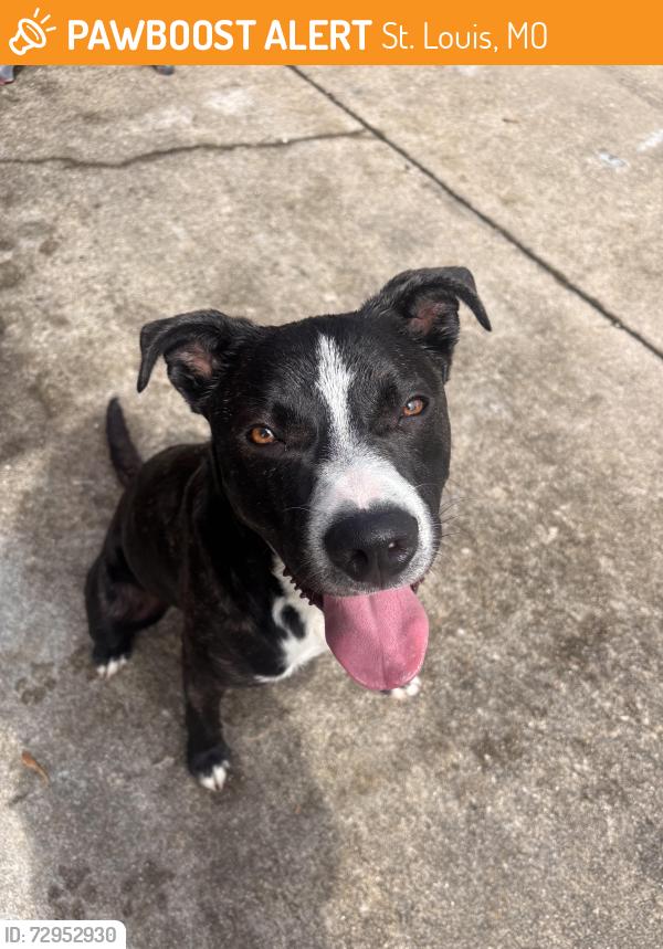 Found/Stray Male Dog last seen McDonald’s on Charles Rock Road, St. Louis, MO 63114