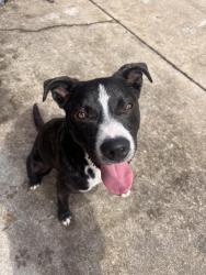 Found/Stray Male Dog last seen McDonald’s on Charles Rock Road, St. Louis, MO 63114