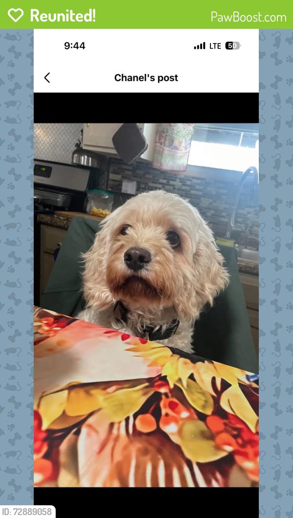 Reunited Male Dog last seen Route 164 Portage, PA 15946, Portage, PA 15946