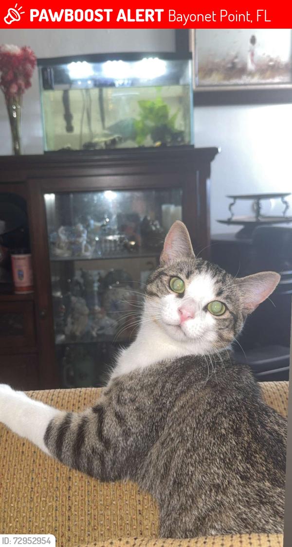 Lost Male Cat last seen Coventry, Gawain & Camelot Road, Bayonet Point, FL 34668