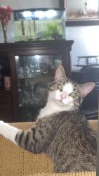 Lost Male Cat last seen Coventry, Gawain & Camelot Road, Bayonet Point, FL 34668