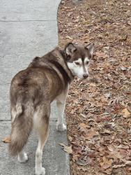Lost Female Dog last seen Bragg blvd, Fayetteville, NC 28303