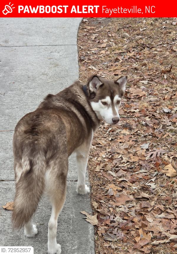 Lost Female Dog last seen Bragg blvd, Fayetteville, NC 28303
