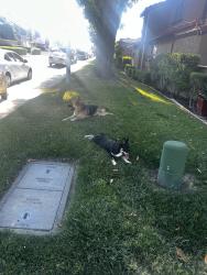 Found/Stray Unknown Dog last seen Monterey & Branham, San Jose, CA 95111
