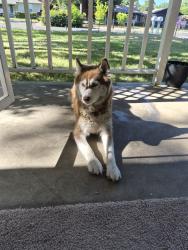 Reunited Unknown Dog last seen Near Landis Ave, Carmichael, CA 95608, USA, Carmichael, CA 95608