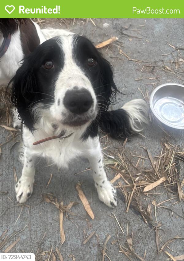 Reunited Male Dog last seen Bird and 98th, Olympia Heights, FL 33165