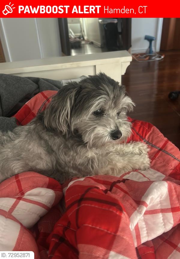 Lost Female Dog last seen Cherry Ann and Bowen St, Hamden, CT 06517