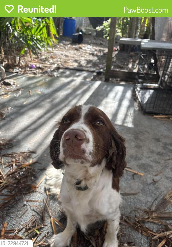 Reunited Male Dog last seen Bird road and 100th, Olympia Heights, FL 33165