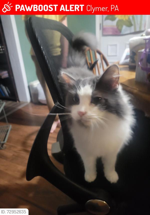 Lost Female Cat last seen Sage Street, Clymer, PA 15728