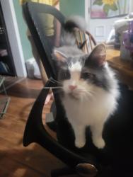 Lost Female Cat last seen Sage Street, Clymer, PA 15728