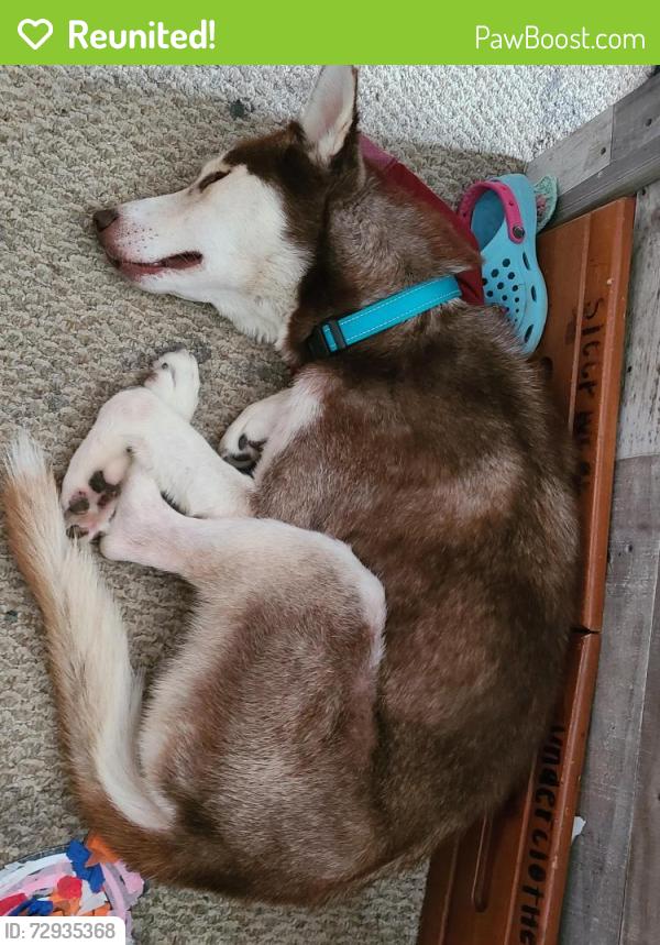 Reunited Male Dog last seen Aldine Westfield , Houston, TX 77073